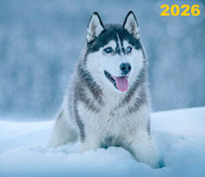 singlewinter 2026